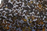 Polished Sericho Pallasite Meteorite ( g) Slice - Kenya #305724-1